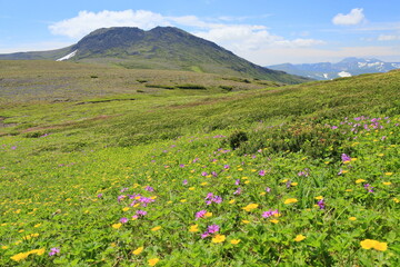 alpine plants and hakuundake