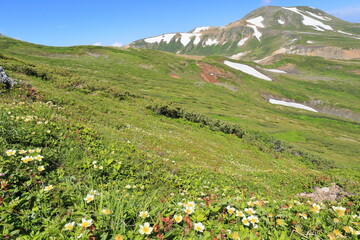 Fototapeta na wymiar alpine plants and mountain view of daisetsuzan 