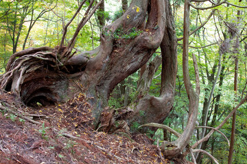 環境保護　原生林　古代杉　杉