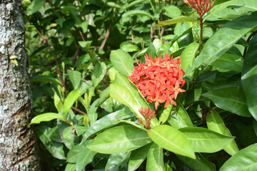Beautiful closeup red ixora coccinea 