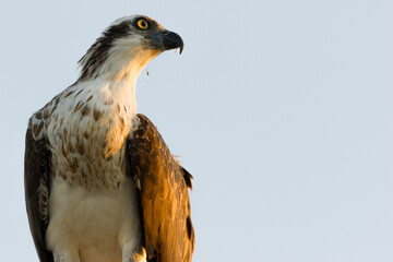Eastern Osprey (Pandion cristatus) portrait taken at Hastings Point, NSW, Australia. 
