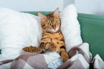 Portrait of adorable bengal cat lying on sofa with tv remote control covered with blanket