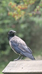 bird on a fence