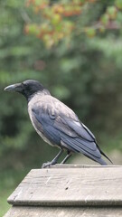 crow on the fence