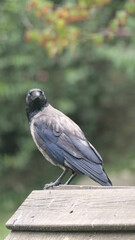 bird on a fence