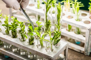 Foto auf Acrylglas School lab exploring methods of plant breeding. Practical chemistry classes. © shaiith
