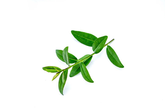 Privet leaf isolated on white background