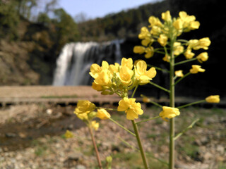 yellow flowers in the waterfall