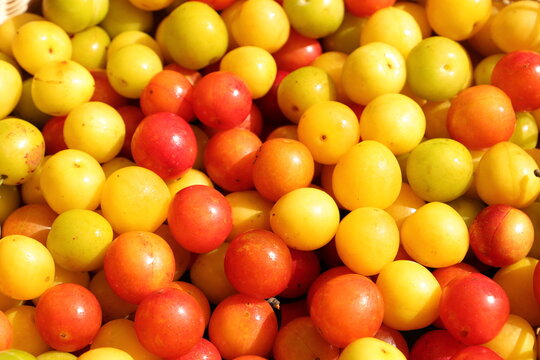 freshly harvested red and yellow mirabelle plums 