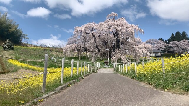 三春滝桜 Images – Browse 289 Stock Photos, Vectors, and 三春滝桜 Images – Browse 289 Stock Photos, Vectors, and
