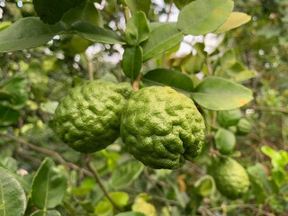 Obraz premium Citrus auraria Michel or kaffir lime on the tree