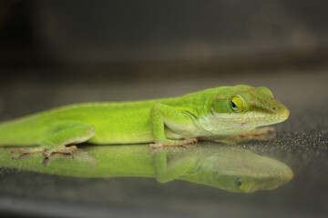 Green Anole Lizard Anolis carolinensis Shallow DOF