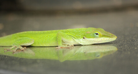 Green Anole Lizard Anolis carolinensis Shallow DOF