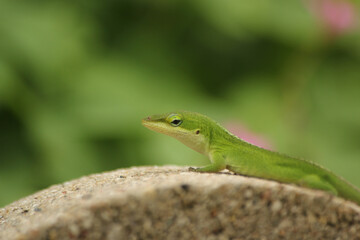 Naklejka na ściany i meble Green Anole Lizard Anolis carolinensis Shallow DOF