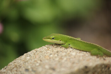 Green Anole Lizard Anolis carolinensis Shallow DOF