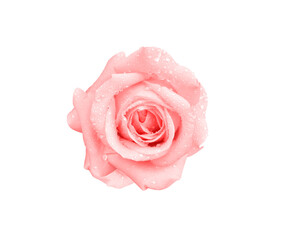 Close up pink rose flower and water dropds top view isolated on white background , clipping path