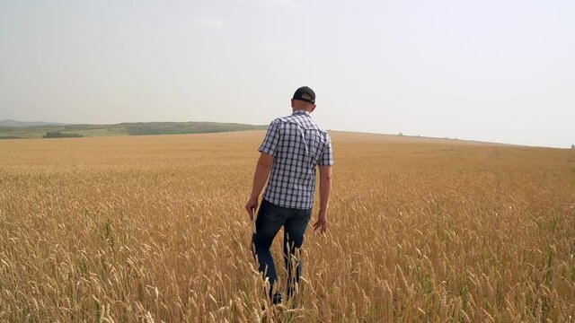 Back view Male farmer with digital tablet walks along the field of wheat