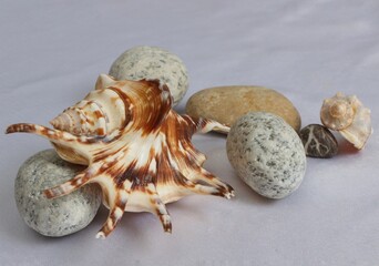 A position on a marine theme, shells and stones