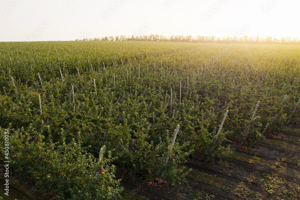 Aufkleber aerial view of the apple orchard