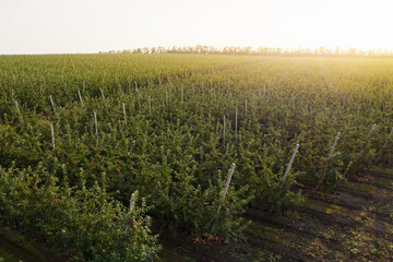 Fototapeta premium Aerial view of the apple orchard