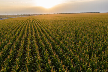 Aerial view of corn field	

