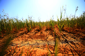 drought in the field agriculture problem heat cracked earth