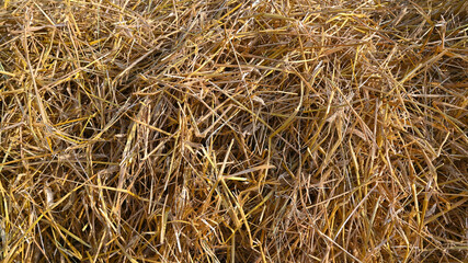 Texture background of natural straw
