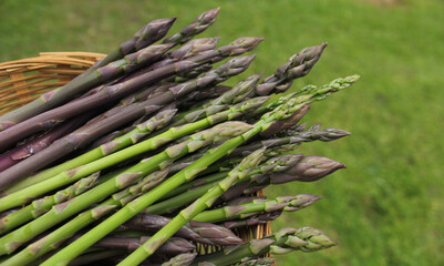 Organic Fresh Asparagus Picked From Small Garden