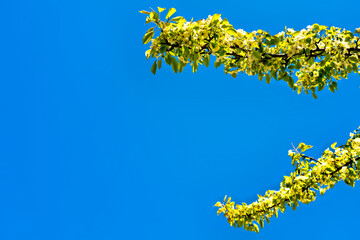yellow flowers on the tree, against the sky