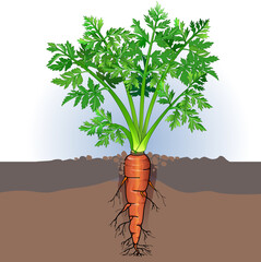 Vector illustration of Carrot plant