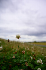 field of dandelions