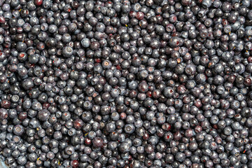 Surface covered with a layer of wild forest blueberry, close up