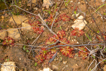 Drosera trinervia, a carnivorous plant, in natural habitat close to Tulbagh in the Western Cape of South Africa