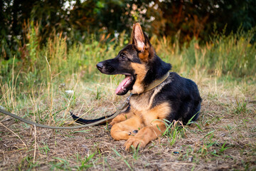 Portrait of a German Shepherd puppy.