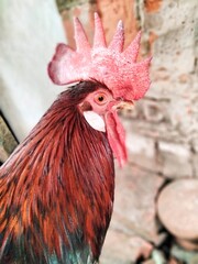 Hen