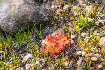A single rosette of the Sundew Drosera trineriva in natural habitat close to Tulbagh in the Western...