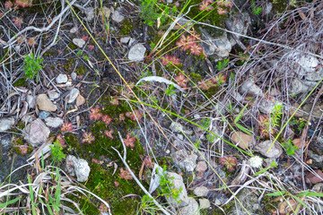 Group of Drosera trineriva taken in natural habitat close to Tulbagh in the Western Cape of South Africa