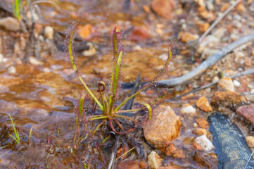 Portrait of the carnivorous plant Drosera capensis in natural habitat close to Ceres in the Western Cape of South Africa