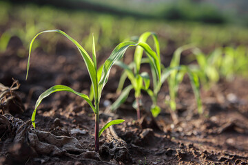 Maize seedling, Young green corn is grown in the field Young corn. 