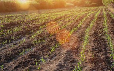 Obraz premium Maize seedling, Young green corn is grown in the field Young corn. 