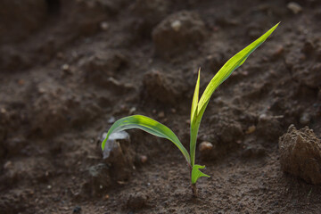 Maize seedling, Young green corn is grown in the field Young corn. 