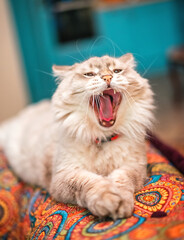 A beautiful fluffy light Siberian cat with blue eyes lies in the room on a colored sofa and yawns