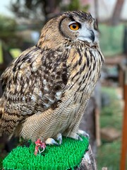 great horned owl