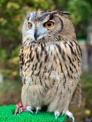 great horned owl on a branch