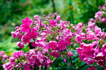 Obraz premium Purple and magenta color Phloxes on background of green foliage. Phloxes flower in a garden covered with water drops after rain. Design of postcards, greetings, invitations, posters, birthday.