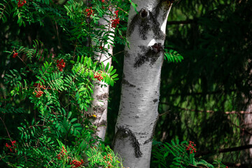 Fototapeta na wymiar Forest background with mountain ash branches and birch trunks with empty space for text. Natural background. Red fruits of rowan and white birch trunk in green forest in summer.