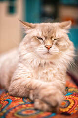 The cat blinks. Portrait of a siberian cat close up
