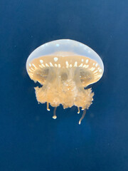 jelly fish in the sea