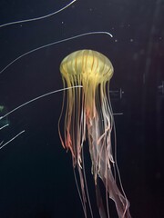 jelly fish in the water