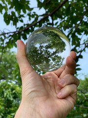 hands holding a tree